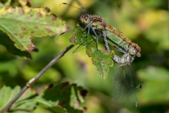 Schwarze Heidelibelle bei der Parrung-8809_ergebnis