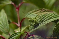 flip-8505536_Zwitscherschrecke-Zwitscherheupferd_Tettigonia-gaverniensis