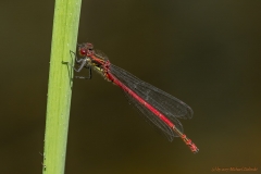 Frühe Adonis