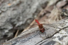libelle-0724