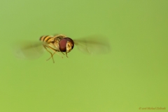 schwebfliege-0603_ ergebnis